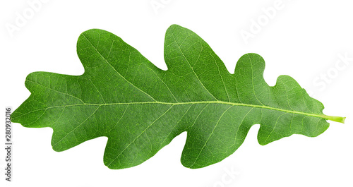 oak leaf, isolated on white background, clipping path, full depth of field photo