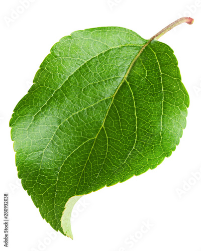 apple leaf  isolated on white background  clipping path  full depth of field