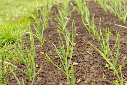 Sprouted young onion sprouts in the garden. Young green onions.