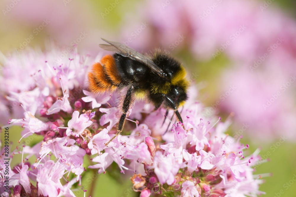 Thyme has miraculous effects on mental well-being. Those who drink a cup of thyme tea in the morning instead of coffee will quickly feel its beneficial effects - mental freshness Thyme has miraculous effects on mental well-being. Those who drink a cup of thyme tea in the morning instead of coffee will quickly feel its beneficial effects - mental freshness