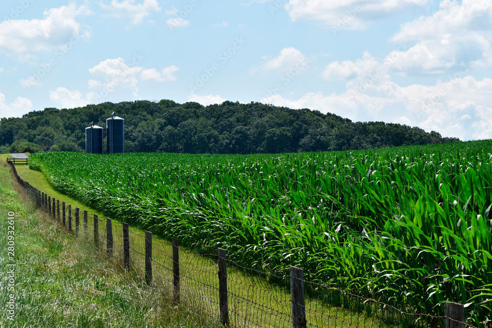 Fence and Cornfield with Silos