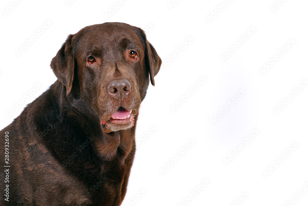 Chocolate brown labrador retriever portrait isolated on white