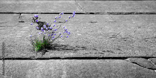 Flower growing out of stone. Tender stalks and blue flowers