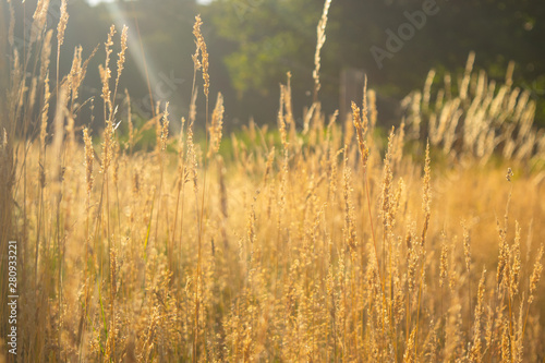 Rye is growing in a landscape