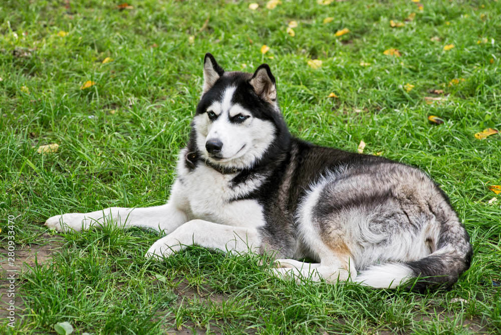 Husky dog lying on the grass. Blue-eyed purebred husky. House dog. Walk with a pet