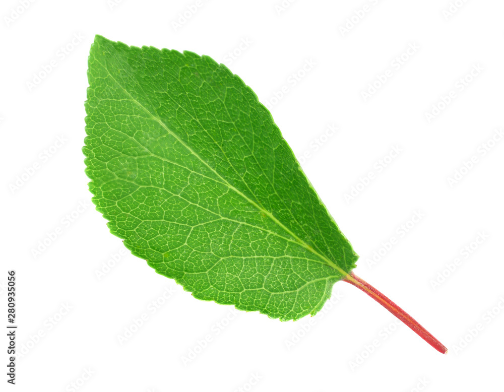 Fototapeta premium apricot leaf isolated on a white background