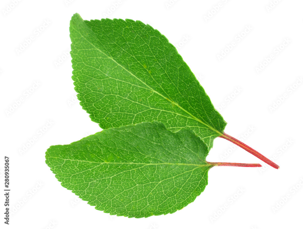 Fototapeta premium Apricot leaves isolated on a white background