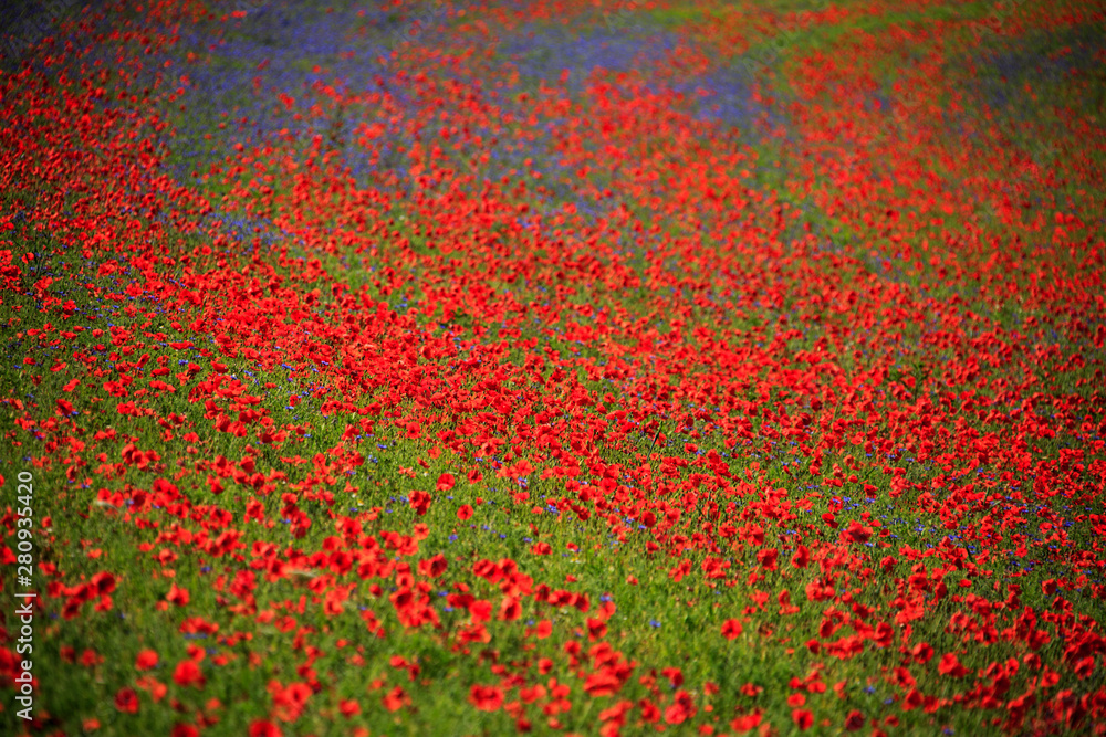 A magnificent sunrise in Castelluccio di Norcia. expecting more to the thousand colours of flowering A magnificent sunrise in Castelluccio di Norcia. expecting more to the thousand colours of flowering