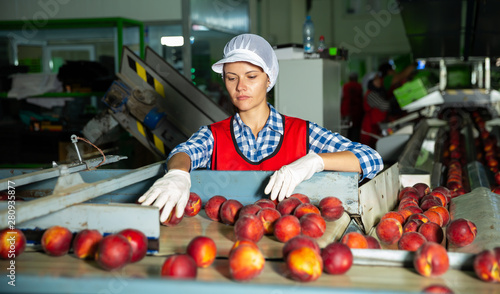 Woman worker sorting and preparing nectarines for packaging