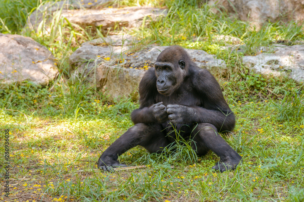 Naklejka premium Gorilla sitting on the grass in the park. Summer day at the zoo. 