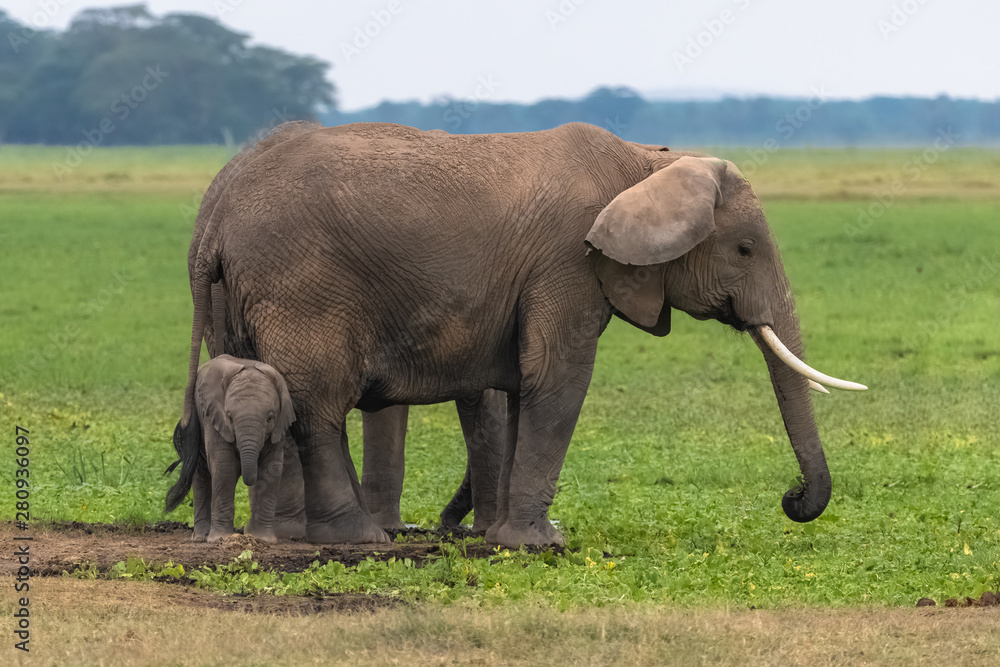 Two elephants in the savannah in the Serengeti park, the mother and a baby 