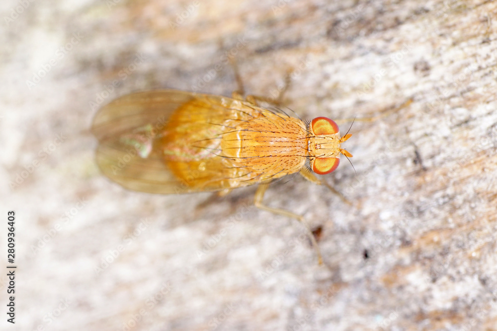 Obraz premium European housefly in Germany shot with macro lens in professional quality