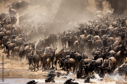 The great migration of Mara, Wildebeests crossing Mara river, Masai Mara, kenya