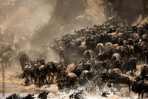 The great migration of Mara, Wildebeests crossing Mara river, Masai Mara, kenya