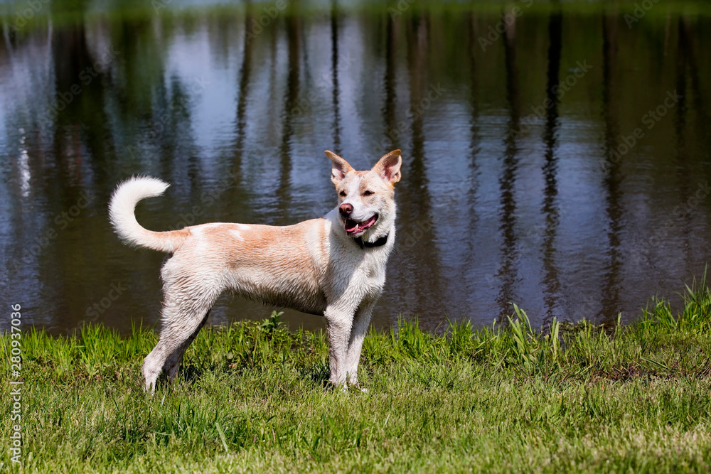 Husky Labrador Retriever mixed breed dog playing and swimming in a pond on a sunny summer day. Husky Labrador Retriever mixed breed dog playing and swimming in a pond on a sunny summer day.