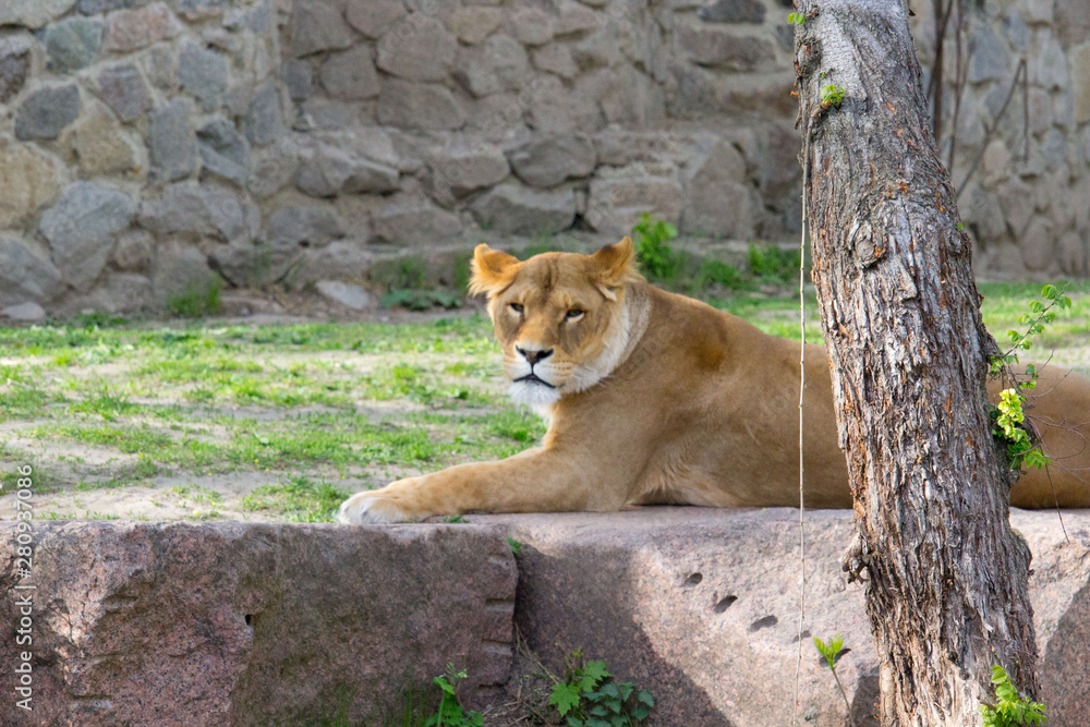 Obraz premium Lioness resting 