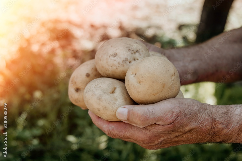 hand of the farmer with the harvest of the potatoes hand of the farmer with the harvest of the potatoes