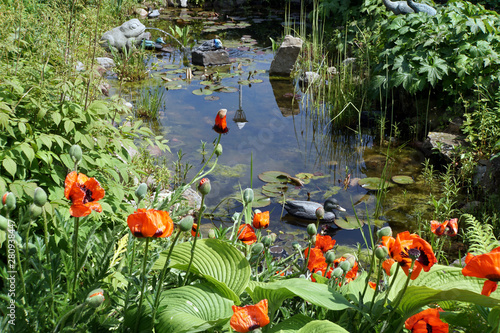 Türkischer Mohn (Papaver orientale) am Gartenteich photo