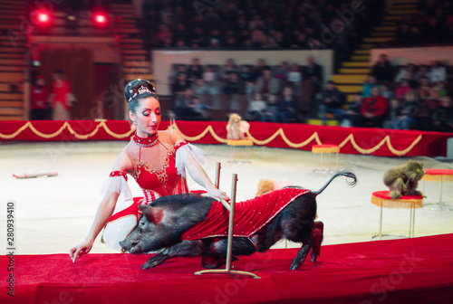 Performance of pigs in the circus.