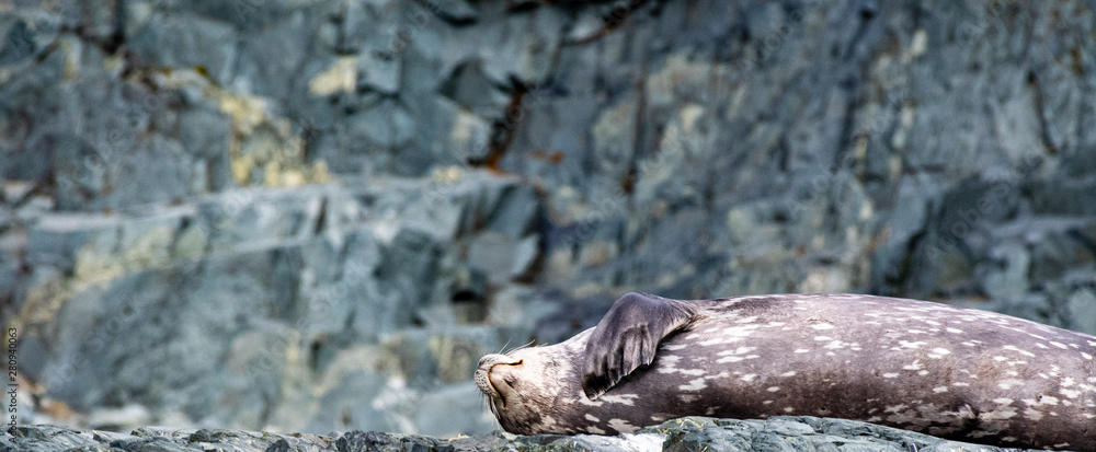 A reclining leopard seal in South Georgia waters A reclining leopard seal in South Georgia waters