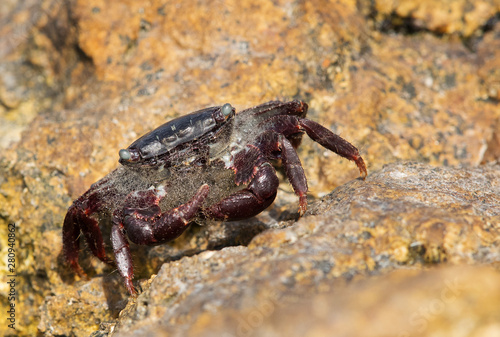 Purple Shore Crab on the limestone rock at Busaiteen coast  Bahrain 