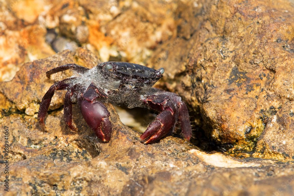 Purple Shore Crab on the limestone rock at Busaiteen coast, Bahrain 