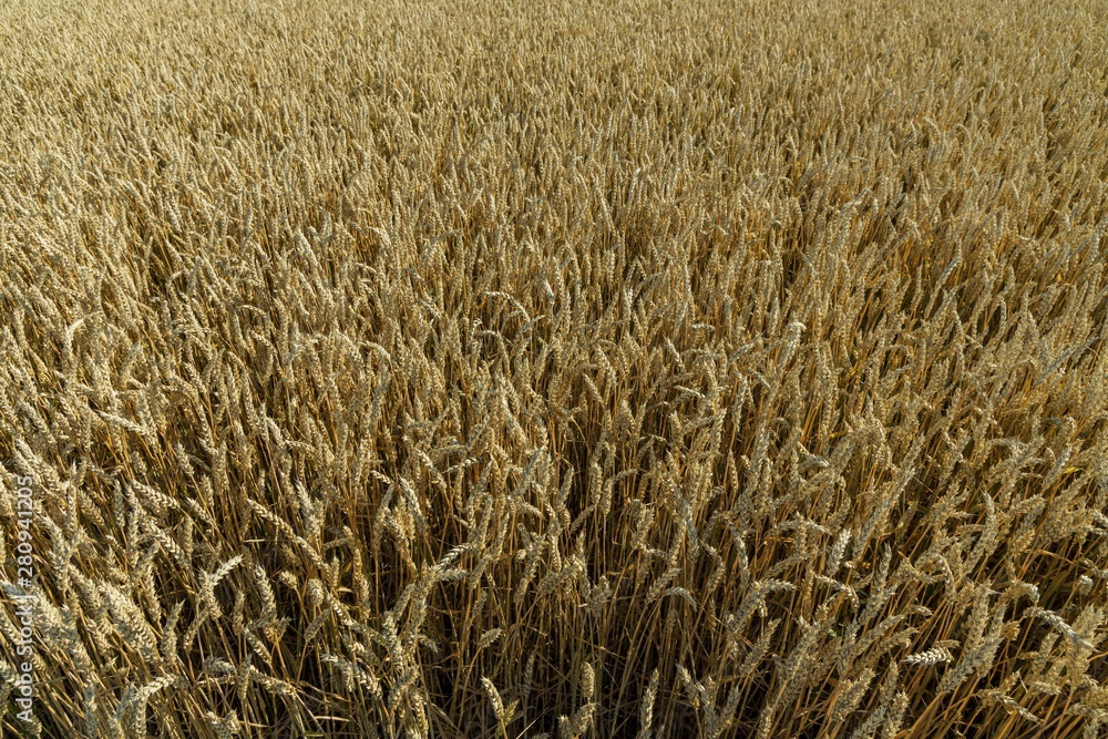 Close up view of part of wheat field. Yellow summer background. Agriculture concept. Close up view of part of wheat field. Yellow summer background. Agriculture concept.