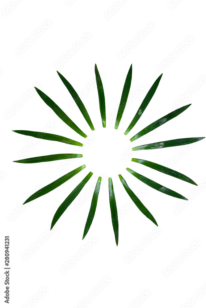 long green plant leafs arranged in shape of fan/particle circle long green plant leafs arranged in shape of fan/particle circle