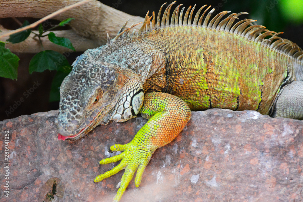 Naklejka premium green iguana on rock