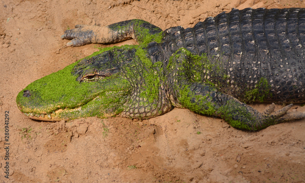 Fototapeta premium an alligator near a river looking for a prey