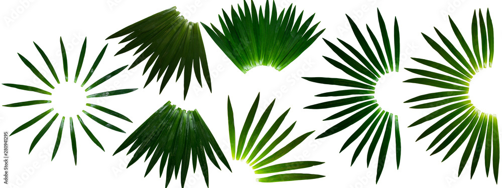 collection file long green plant leafs arranged in shape of fan/particle circle 