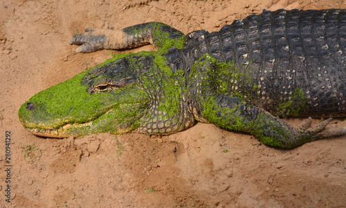 an alligator near a river looking for a prey