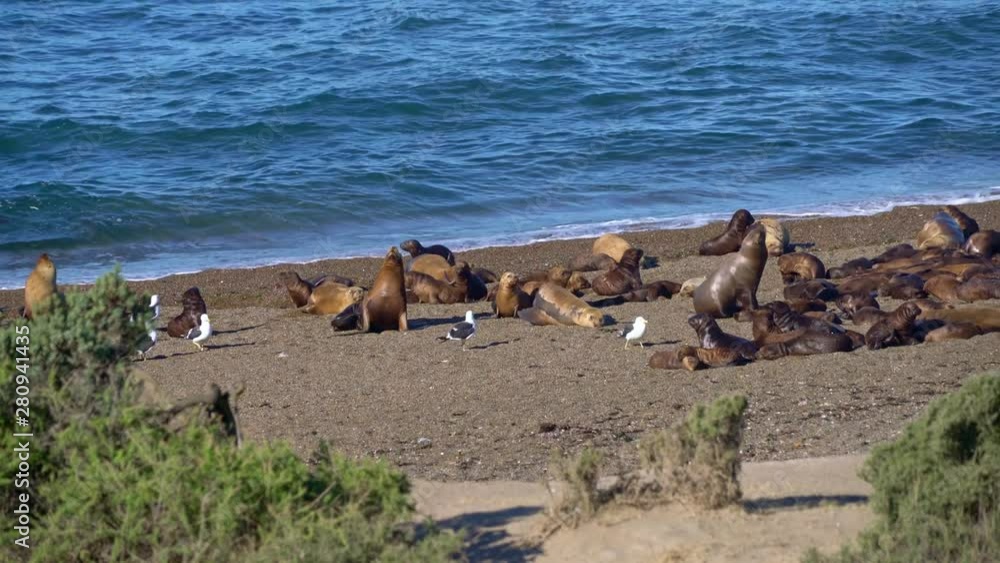 Wide shot of a big group of Sealions on a beach on Peninsula Valdez Wide shot of a big group of Sealions on a beach on Peninsula Valdez