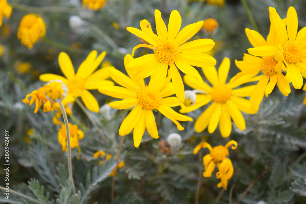 Fototapeta premium Yellow flower among green leaves