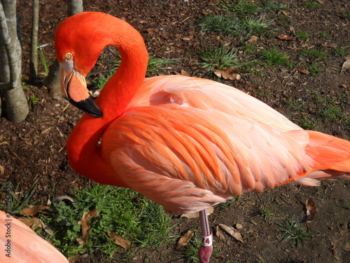 Flamingo