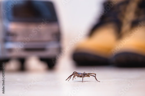 poisonous spider near kid toys, danger concept indoors. Detoxization or arachnophobia concept. © RHJ