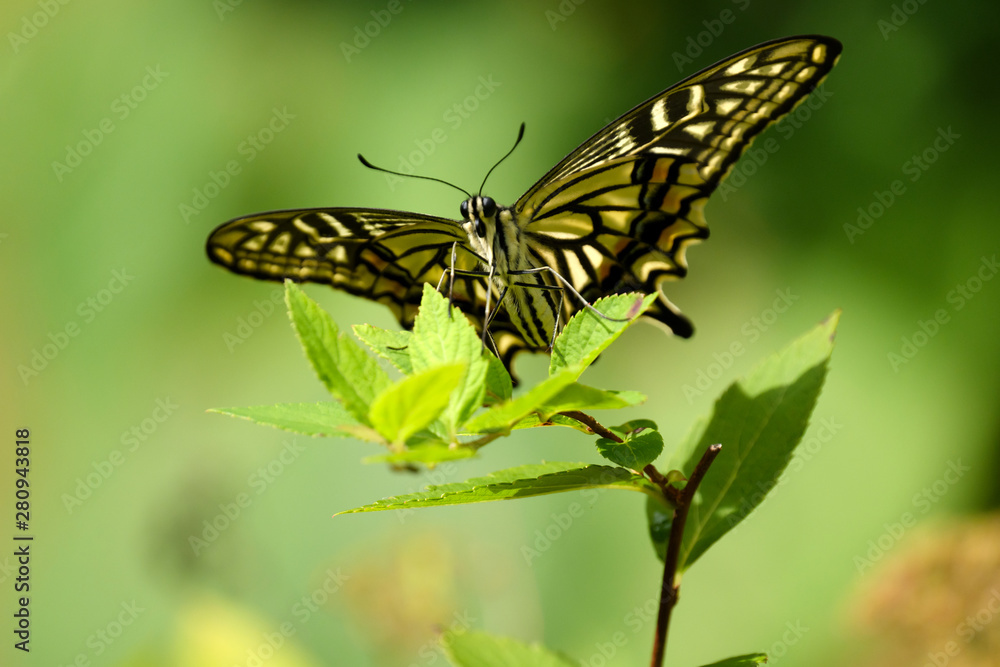木の枝にとまるアゲハチョウ