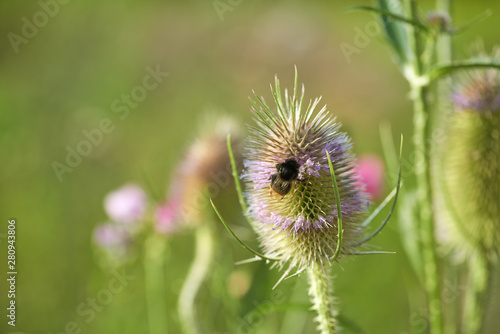 Thistle flower in summer. Plant background. 