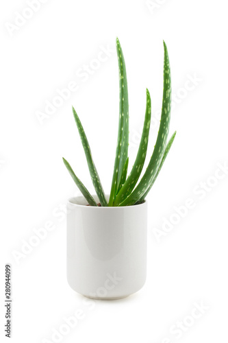aloe vera plant in a white ceramic pot isolated against a white background  beauty   cosmetics design element
