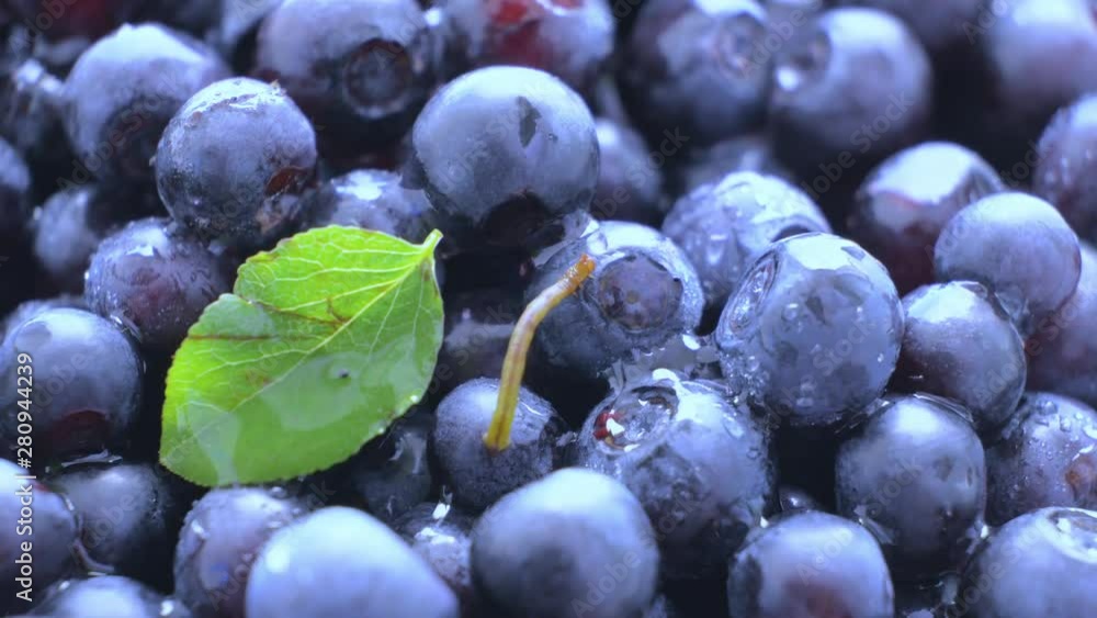 Blueberries. Wild forest berries. A small worm pretending to be a straw