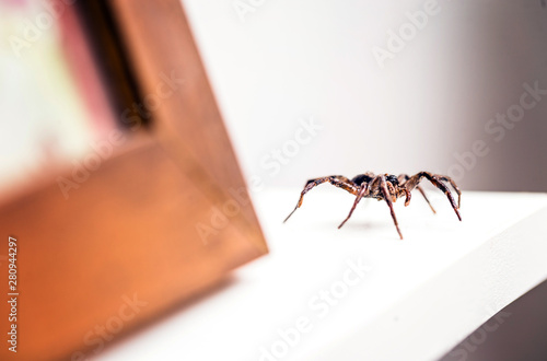 Loxosceles is a genus of poisonous arachnids in the Sicariidae family known for their necrotizing sting. They are known by the common names of brown spiders or violin spiders.