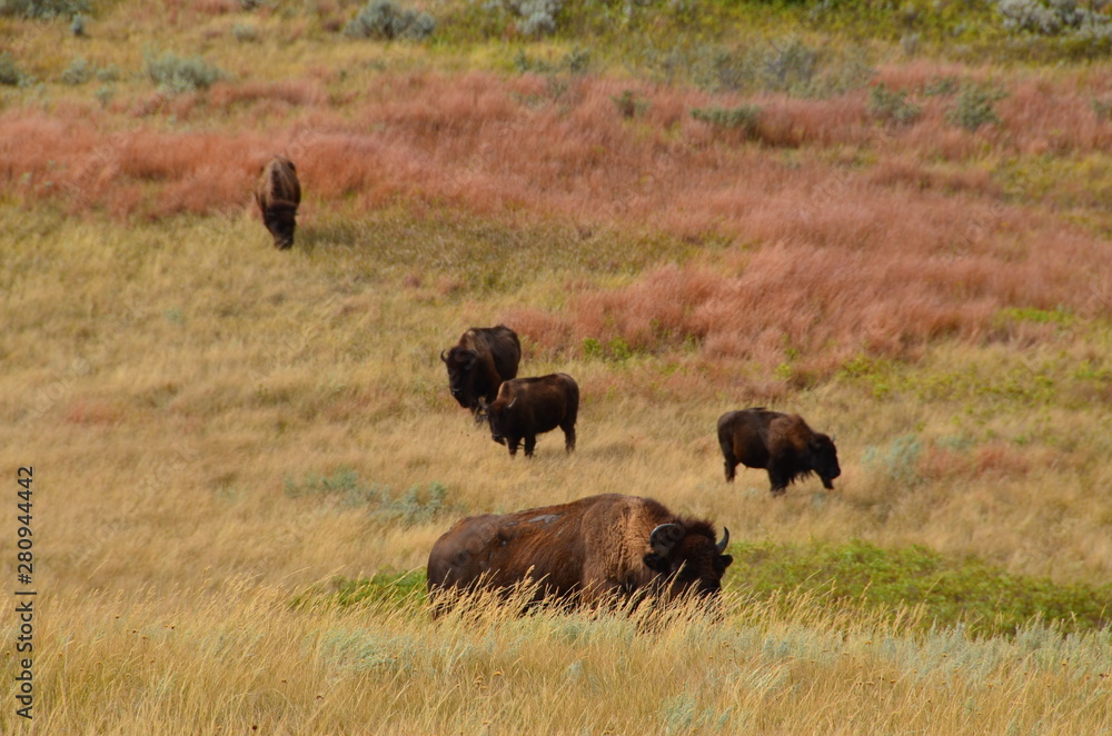 Herd of buffalo roaming and grazing the plains of North Dakota. Herd of buffalo roaming and grazing the plains of North Dakota.