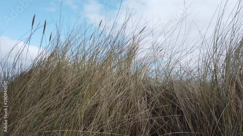 Wallpaper Mural Sand dune grass on a windy summer day. Natur Stock Footage Torontodigital.ca