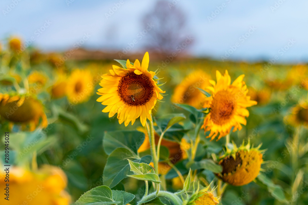 Fototapeta premium Sunflowers field
