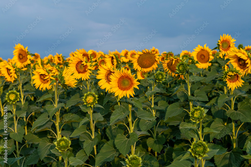 Fototapeta premium Sunflowers field