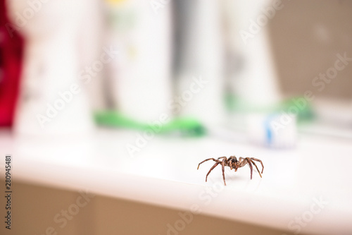 Poisonous spider inside residential toilet. Arachnophobia concept, fear of spider. Spider bite or fingering. © RHJ