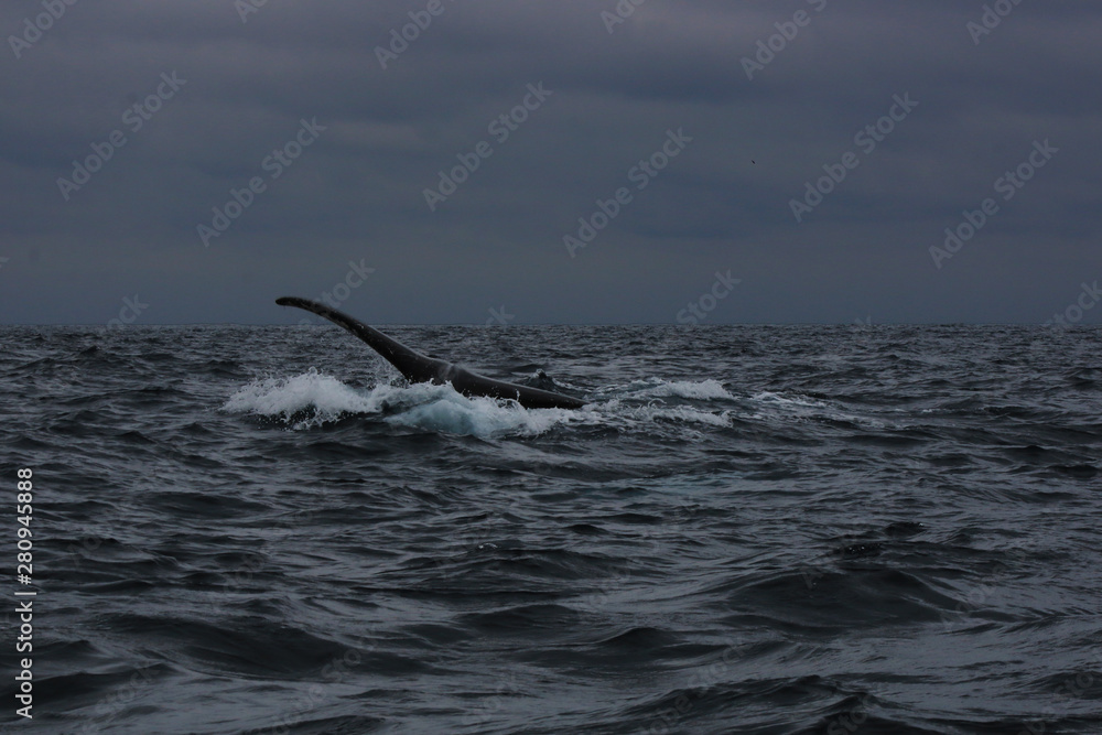 Obraz premium Glimpse of the tale of a humpback whale, megaptera novaeangliae, slapping the water at a cloudy day
