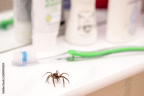 Poisonous spider inside residential toilet. Arachnophobia concept, fear of spider. Spider bite or fingering.