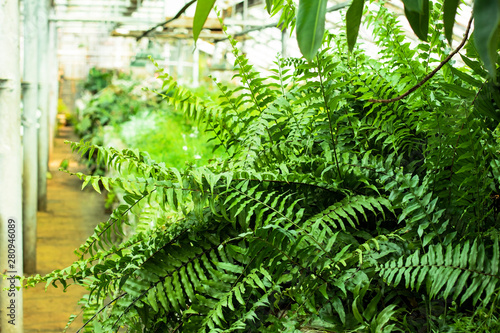 Fern in the greenhouse