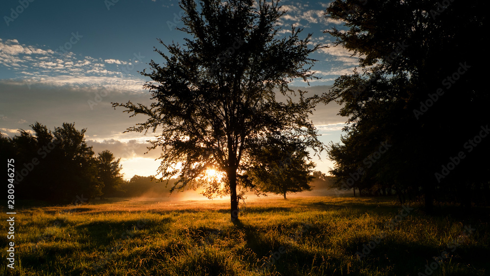 Meadow with tree and sunrise in the country